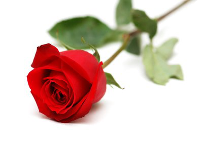 róża